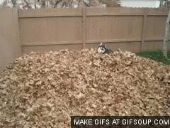 gif of husky playing in leaves