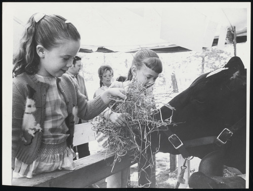 Black and white image of two girls feeding hay to a cow