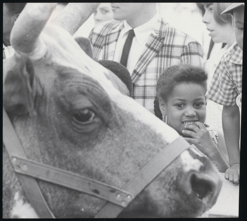 Black and white image of a girl looking at a bull