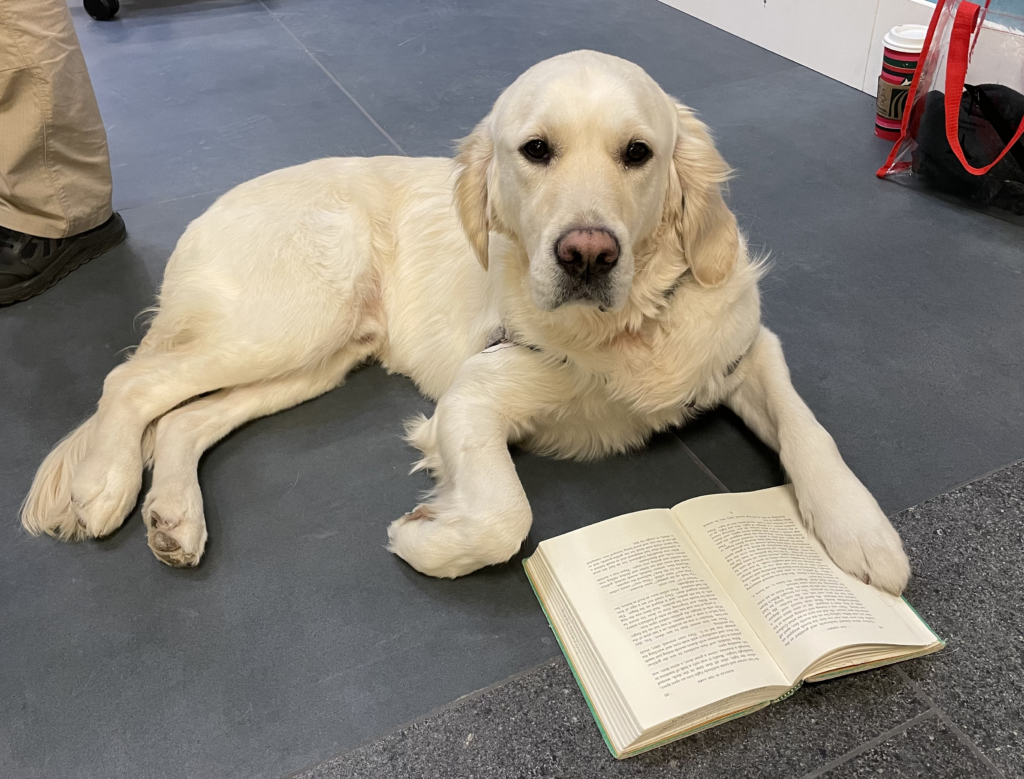 Cooper, a white retriever, lays on the floor of Snell Library. He is looking at the camera and his paw is resting on an open book