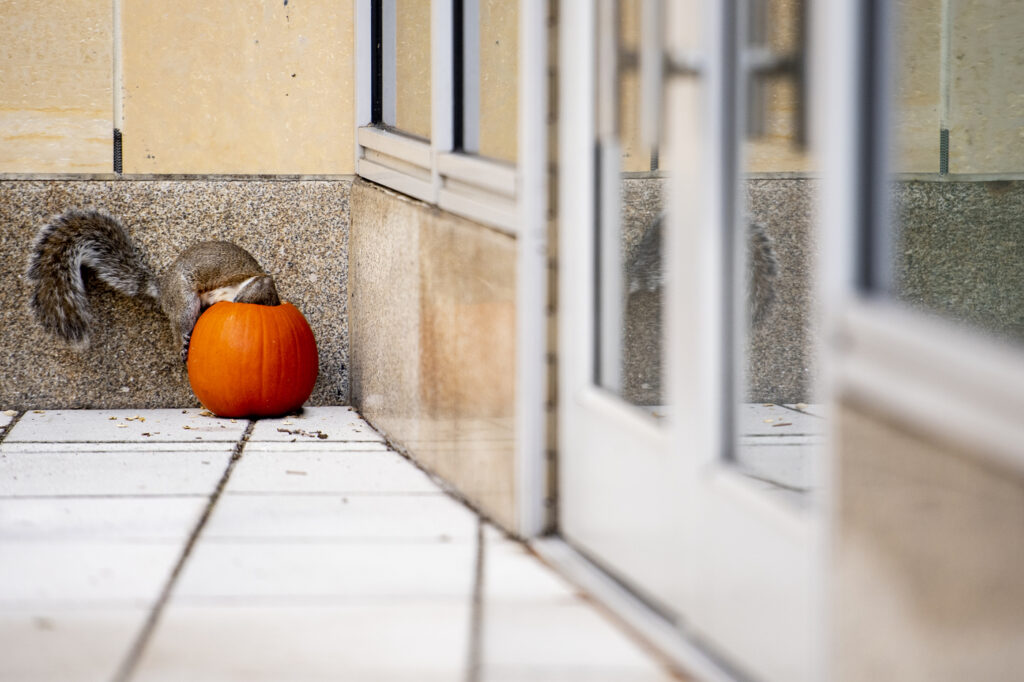 A gray squirrel sits on top of a pumpkin outside of a sliding door.