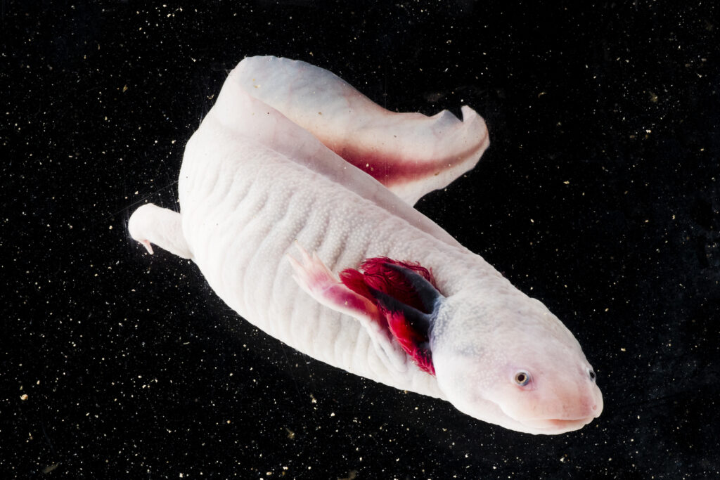 A white axolotl with red fins swims