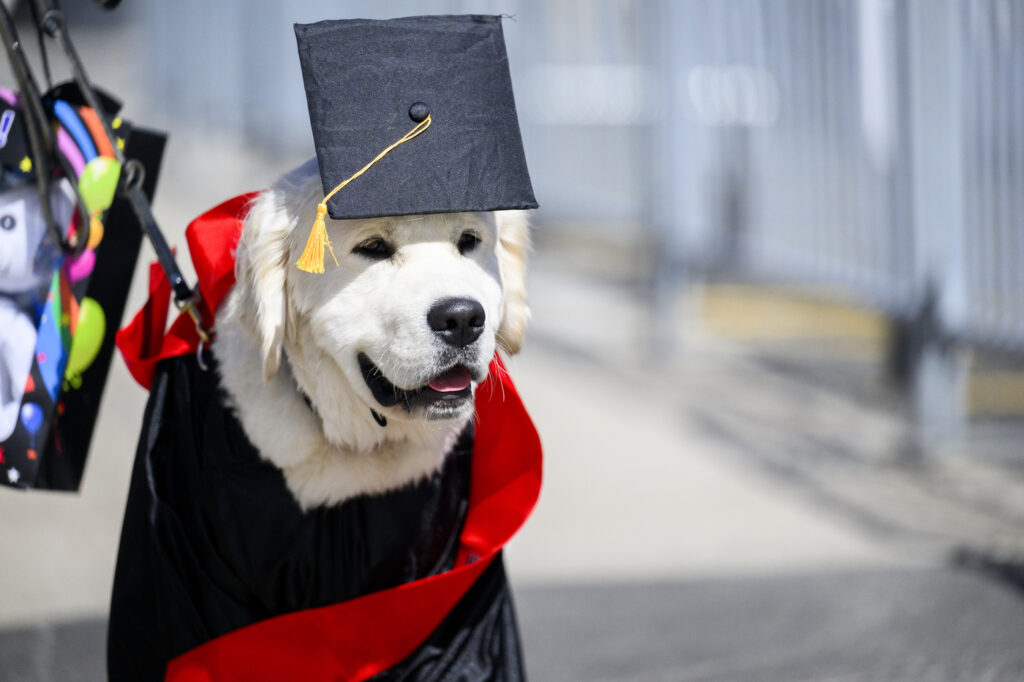 A yellow/white dog wearings a graduation gown and cap.