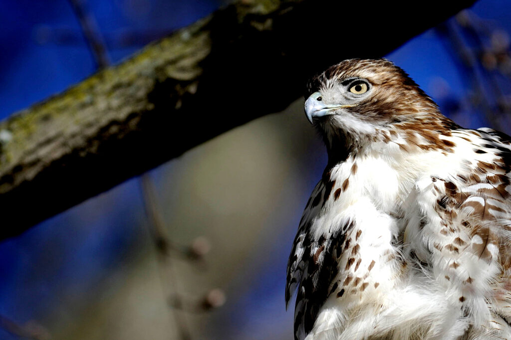 A majestic hawk sits in a tree and looks to the left.