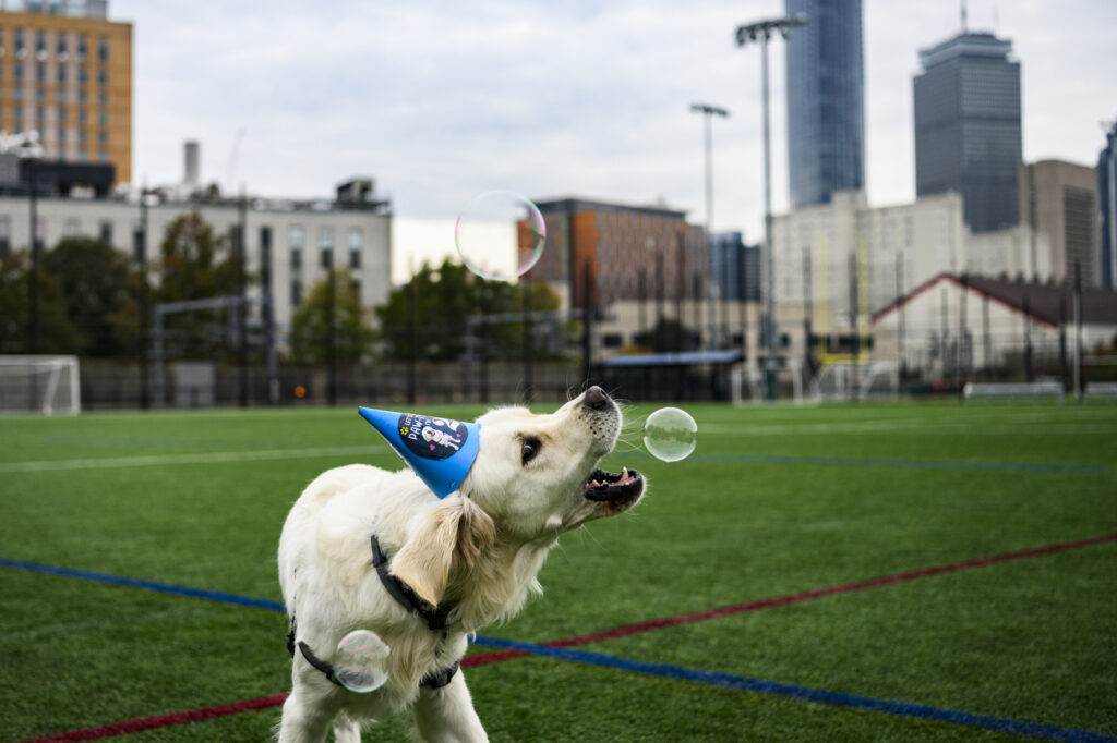 A yellow/white dog wearing a blue birthday hat bites at a bubble in a field. The Boston city skyline is visible in the background