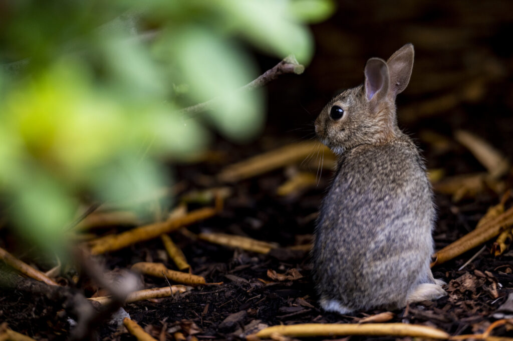 A small brown rabbit sits on some sticks.