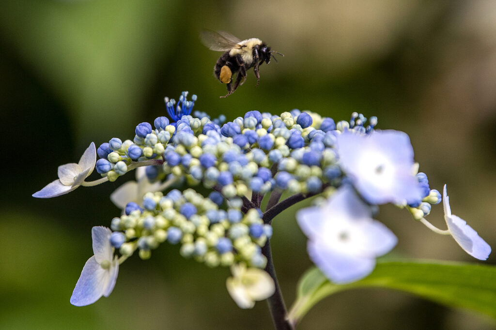 A bumble bee flies above a blue hydrangea