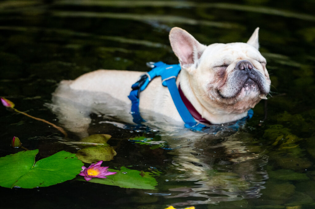 A white French bulldog wearing a blue harness swims in a pond next to some lily pads. The dog's eyes are closed and it looks very content